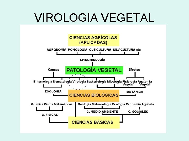 VIROLOGIA VEGETAL 