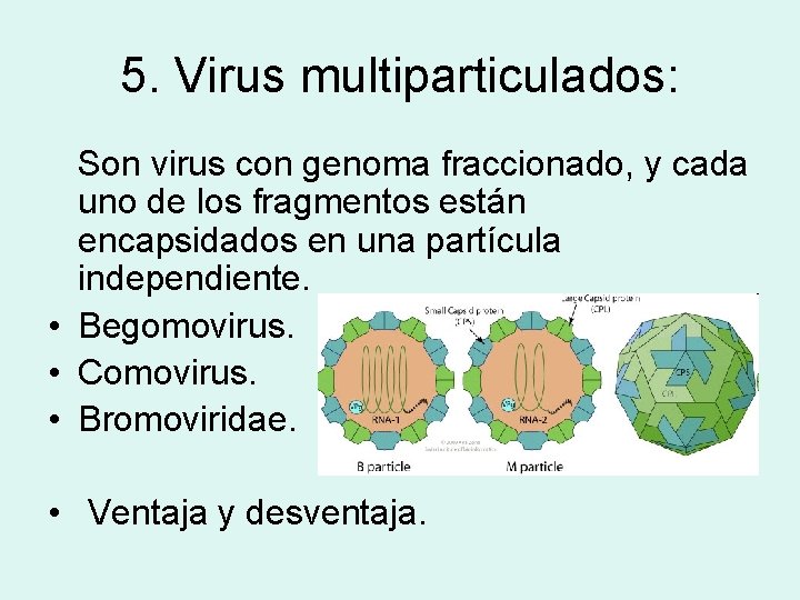 5. Virus multiparticulados: Son virus con genoma fraccionado, y cada uno de los fragmentos