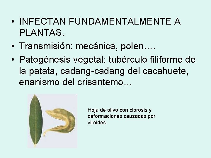  • INFECTAN FUNDAMENTALMENTE A PLANTAS. • Transmisión: mecánica, polen…. • Patogénesis vegetal: tubérculo