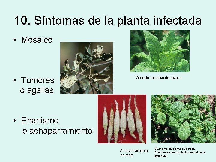 10. Síntomas de la planta infectada • Mosaico • Tumores o agallas Virus del 10. Síntomas de la planta infectada • Mosaico • Tumores o agallas Virus del