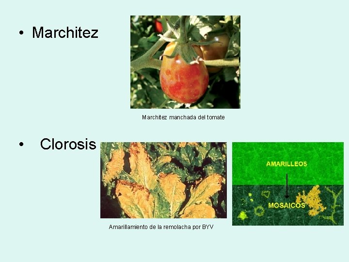  • Marchitez manchada del tomate • Clorosis Amarillamiento de la remolacha por BYV