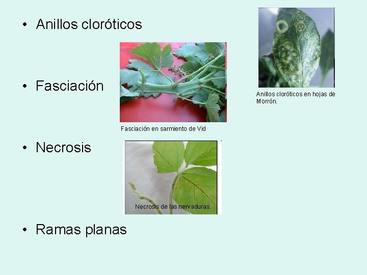  • Anillos cloróticos • Fasciación Anillos cloróticos en hojas de Morrón. Fasciación en