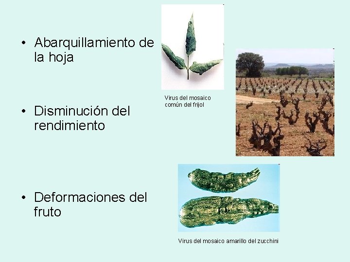  • Abarquillamiento de la hoja • Disminución del rendimiento Virus del mosaico común