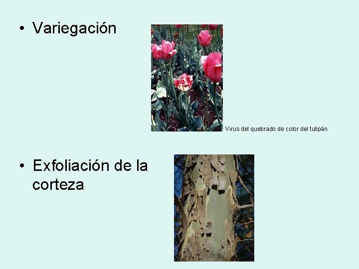  • Variegación Virus del quebrado de color del tulipán • Exfoliación de la