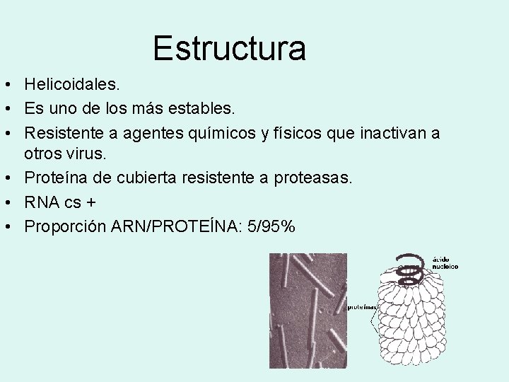 Estructura • Helicoidales. • Es uno de los más estables. • Resistente a agentes