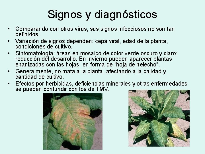 Signos y diagnósticos • Comparando con otros virus, sus signos infecciosos no son tan