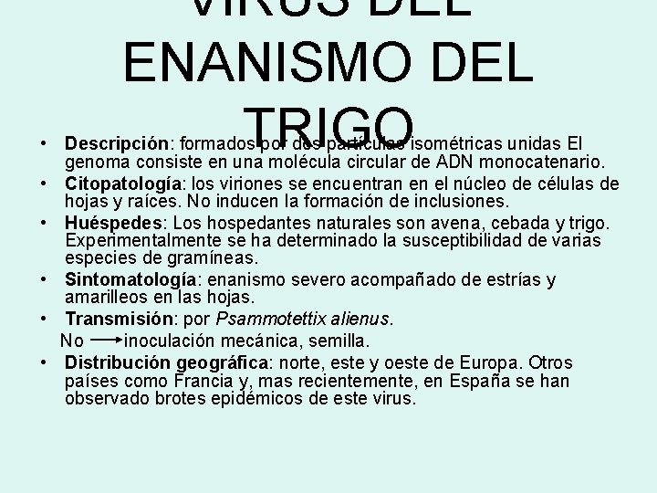 VIRUS DEL ENANISMO DEL TRIGO • Descripción: formados por dos partículas isométricas unidas El