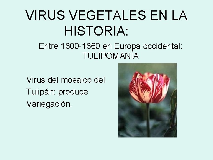 VIRUS VEGETALES EN LA HISTORIA: Entre 1600 -1660 en Europa occidental: TULIPOMANÍA Virus del