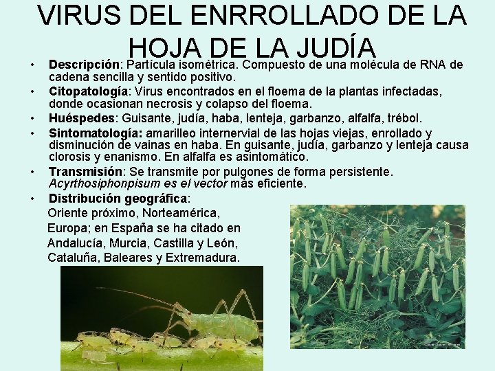 VIRUS DEL ENRROLLADO DE LA HOJA DE LA JUDÍA • Descripción: Partícula isométrica. Compuesto