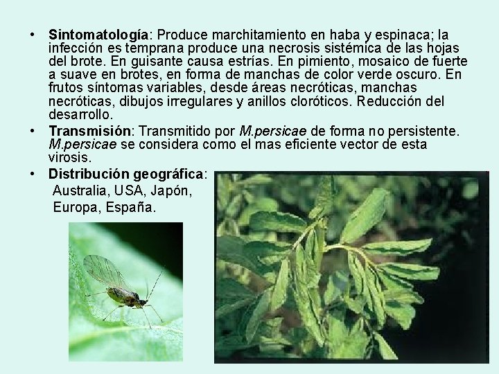  • Sintomatología: Produce marchitamiento en haba y espinaca; la infección es temprana produce