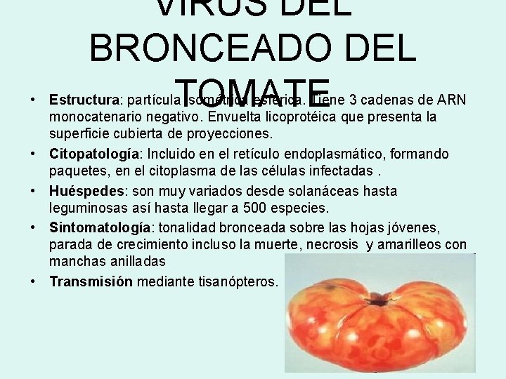 VIRUS DEL BRONCEADO DEL TOMATE • Estructura: partícula isométrica esférica. Tiene 3 cadenas de