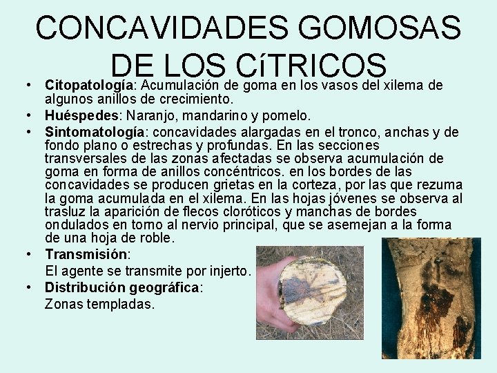 CONCAVIDADES GOMOSAS DE LOS CíTRICOS • Citopatología: Acumulación de goma en los vasos del
