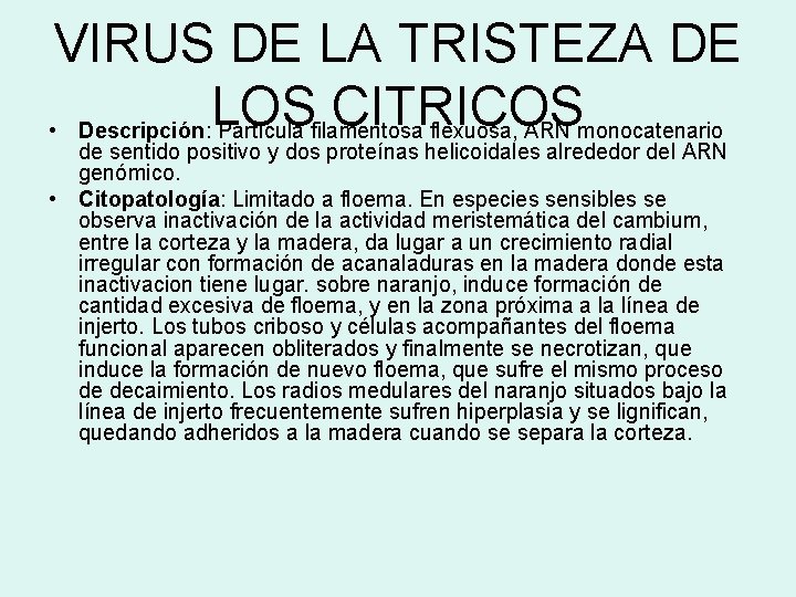 VIRUS DE LA TRISTEZA DE LOS CITRICOS • Descripción: Partícula filamentosa flexuosa, ARN monocatenario