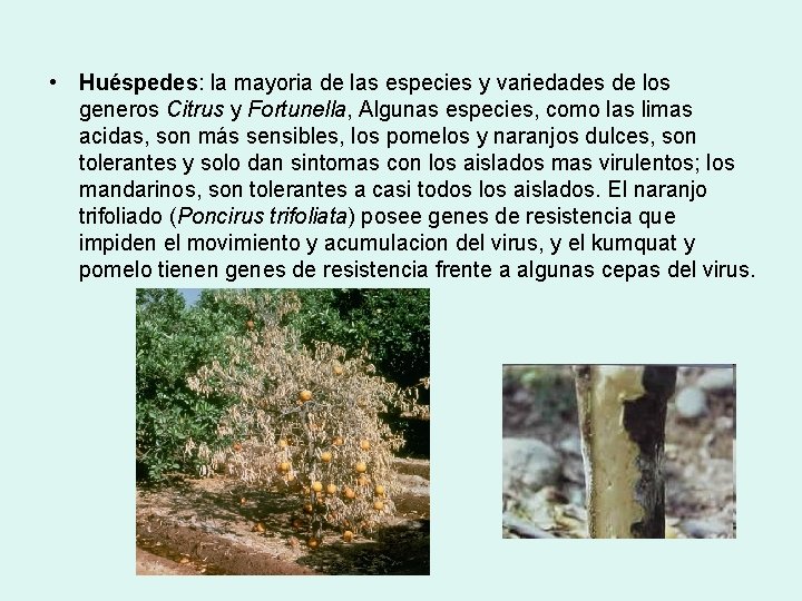 • Huéspedes: la mayoria de las especies y variedades de los generos Citrus • Huéspedes: la mayoria de las especies y variedades de los generos Citrus