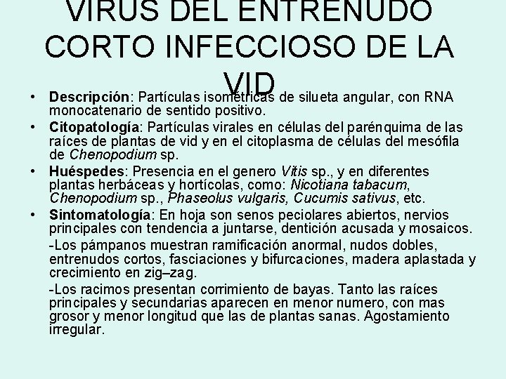 VIRUS DEL ENTRENUDO CORTO INFECCIOSO DE LA VID de silueta angular, con RNA •