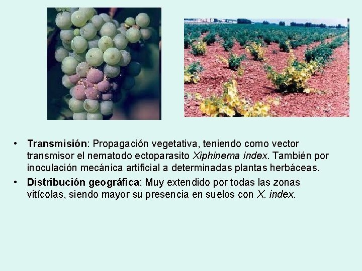  • Transmisión: Propagación vegetativa, teniendo como vector transmisor el nematodo ectoparasito Xiphinema index.