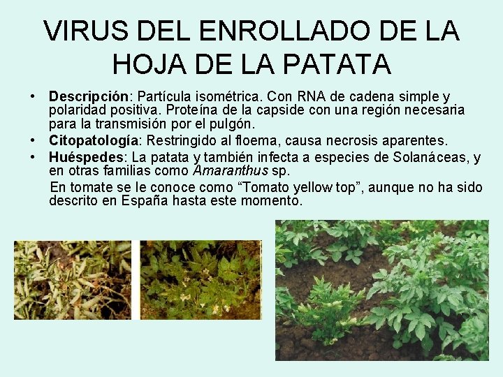 VIRUS DEL ENROLLADO DE LA HOJA DE LA PATATA • Descripción: Partícula isométrica. Con