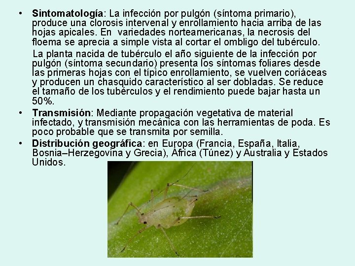  • Sintomatología: La infección por pulgón (síntoma primario), produce una clorosis intervenal y