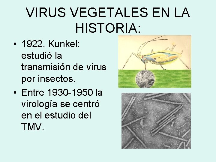 VIRUS VEGETALES EN LA HISTORIA: • 1922. Kunkel: estudió la transmisión de virus por