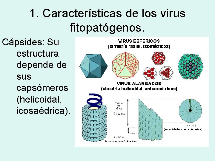 1. Características de los virus fitopatógenos. Cápsides: Su estructura depende de sus capsómeros (helicoidal,