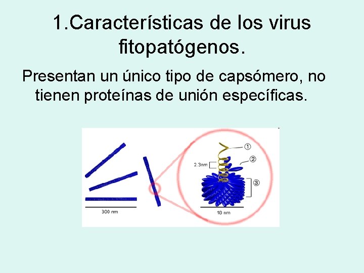 1. Características de los virus fitopatógenos. Presentan un único tipo de capsómero, no tienen