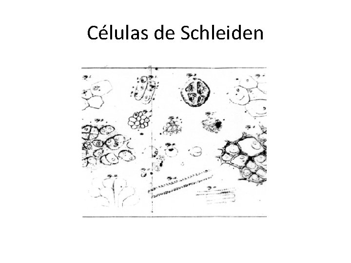 Células de Schleiden 