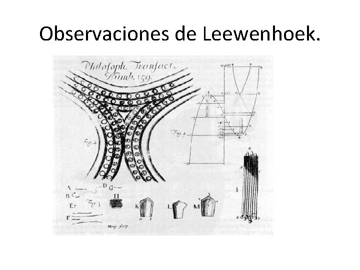 Observaciones de Leewenhoek. 