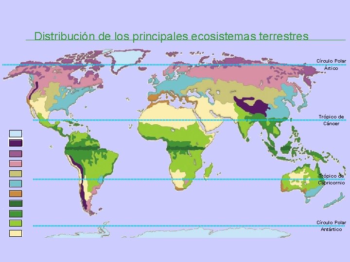 Distribución de los principales ecosistemas terrestres Círculo Polar Ártico Trópico de Cáncer Trópico de