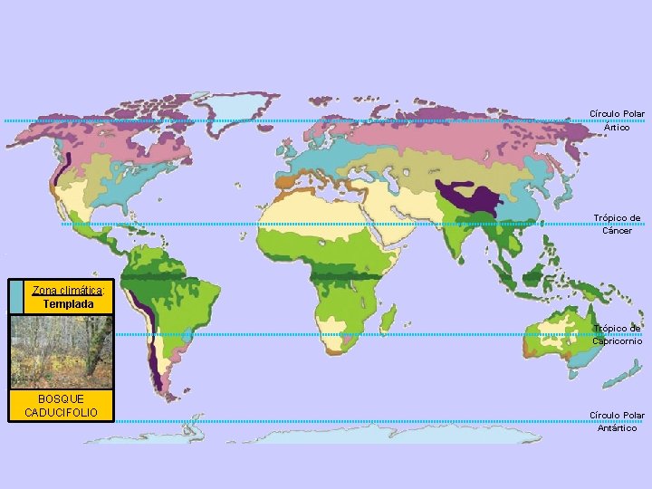 Círculo Polar Ártico Trópico de Cáncer Zona climática: Templada Trópico de Capricornio BOSQUE CADUCIFOLIO