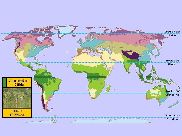 Círculo Polar Ártico Trópico de Cáncer Zona climática: Cálida Trópico de Capricornio BOSQUE TROPICAL