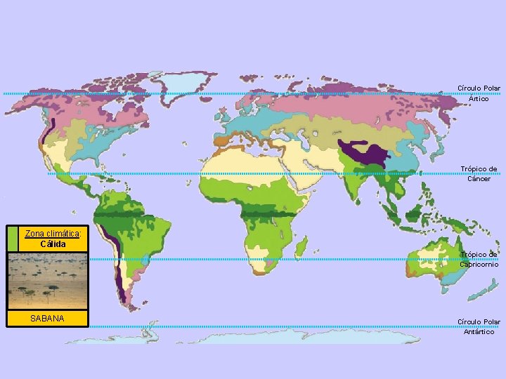 Círculo Polar Ártico Trópico de Cáncer Zona climática: Cálida Trópico de Capricornio SABANA Círculo