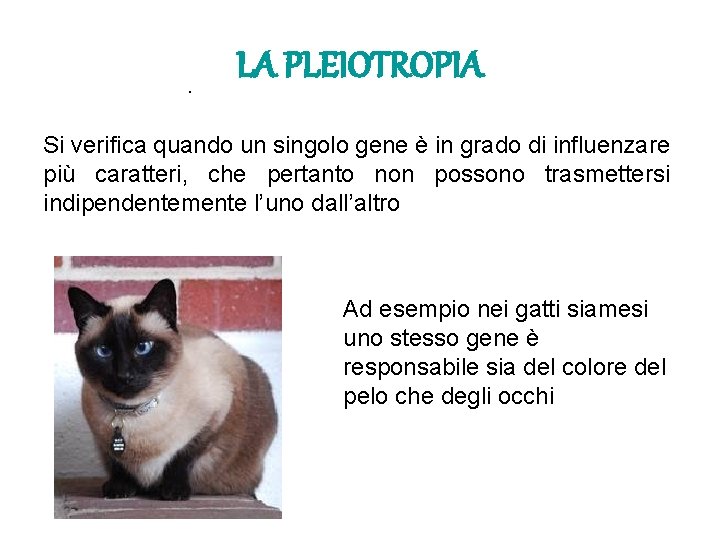 . LA PLEIOTROPIA Si verifica quando un singolo gene è in grado di influenzare