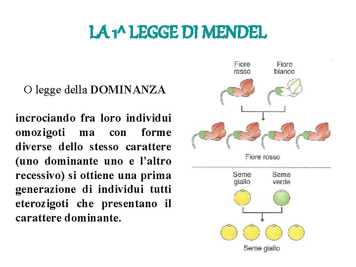 LA 1^ LEGGE DI MENDEL O legge della DOMINANZA incrociando fra loro individui omozigoti