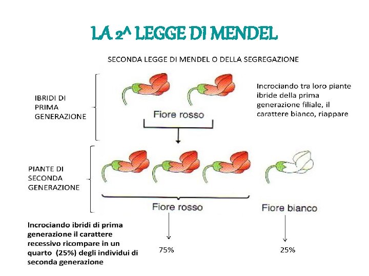 LA 2^ LEGGE DI MENDEL LA 2^ LEGGE DI MENDEL