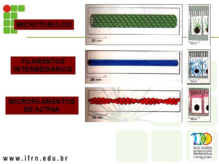 MICROTÚBULOS FILAMENTOS INTERMEDIÁRIOS MICROFILAMENTOS DE ACTINA 