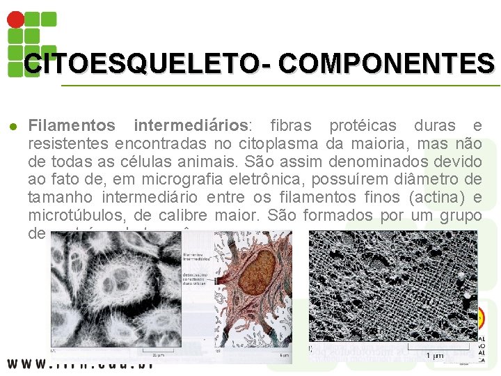 CITOESQUELETO- COMPONENTES l Filamentos intermediários: fibras protéicas duras e resistentes encontradas no citoplasma da