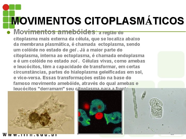 MOVIMENTOS CITOPLASMÁTICOS l Movimentos amebóides: a região do citoplasma mais externa da célula, que