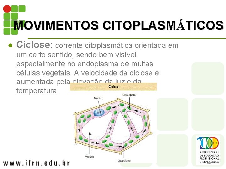 MOVIMENTOS CITOPLASMÁTICOS l Ciclose: corrente citoplasmática orientada em um certo sentido, sendo bem visível