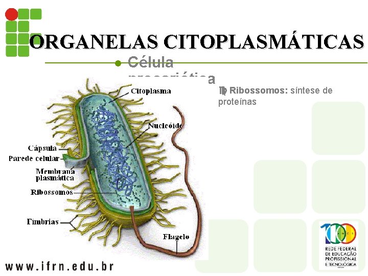 ORGANELAS CITOPLASMÁTICAS l Célula procariótica Ribossomos: síntese de proteínas 