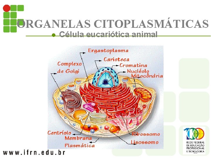 ORGANELAS CITOPLASMÁTICAS l Célula eucariótica animal 