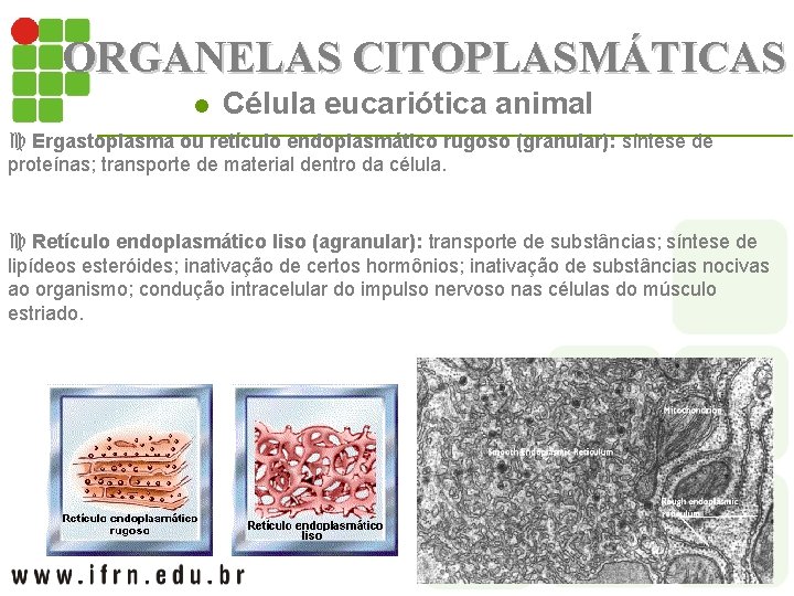 ORGANELAS CITOPLASMÁTICAS l Célula eucariótica animal c Ergastoplasma ou retículo endoplasmático rugoso (granular): síntese