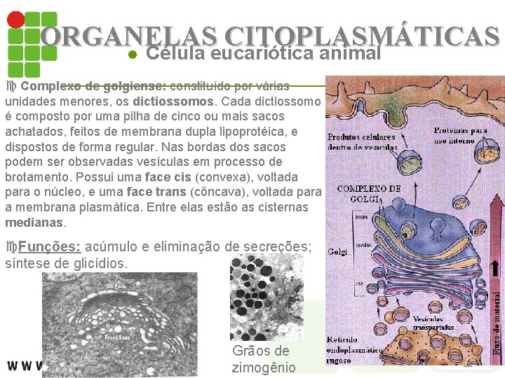 ORGANELAS CITOPLASMÁTICAS l Célula eucariótica animal c Complexo de golgiense: constituído por várias unidades