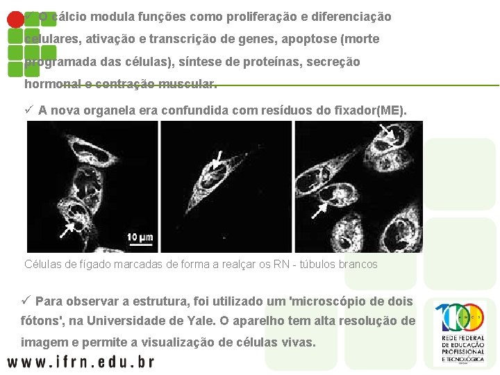 ü O cálcio modula funções como proliferação e diferenciação celulares, ativação e transcrição de