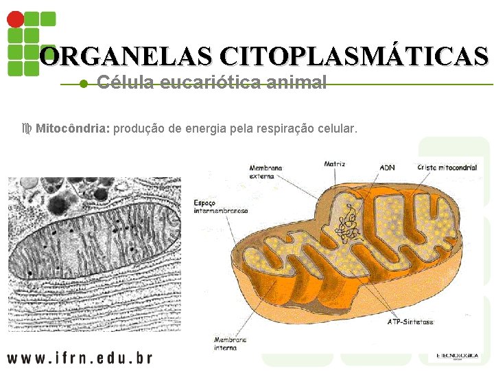 ORGANELAS CITOPLASMÁTICAS l Célula eucariótica animal c Mitocôndria: produção de energia pela respiração celular.