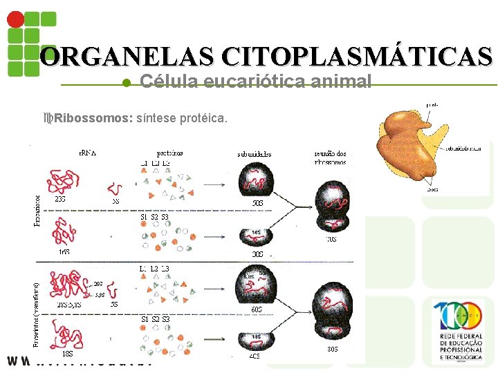 ORGANELAS CITOPLASMÁTICAS l Célula eucariótica animal c. Ribossomos: síntese protéica. 