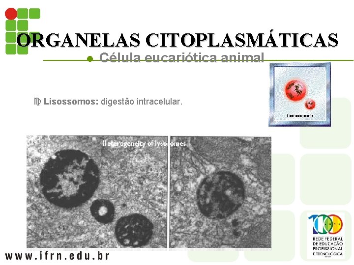 ORGANELAS CITOPLASMÁTICAS l Célula eucariótica animal c Lisossomos: digestão intracelular. 