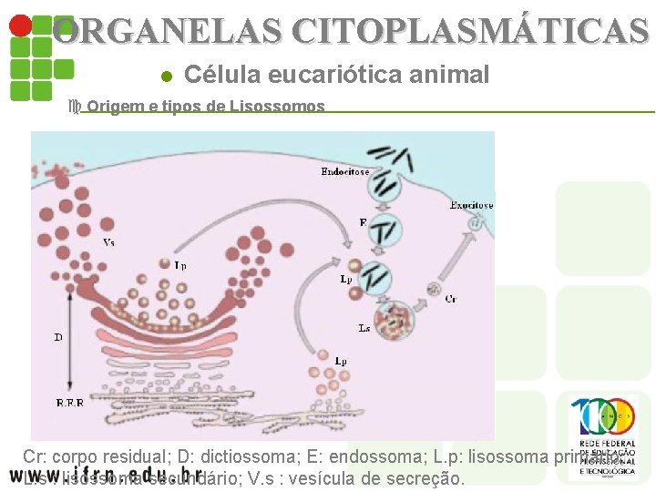 ORGANELAS CITOPLASMÁTICAS l Célula eucariótica animal c Origem e tipos de Lisossomos Cr: corpo