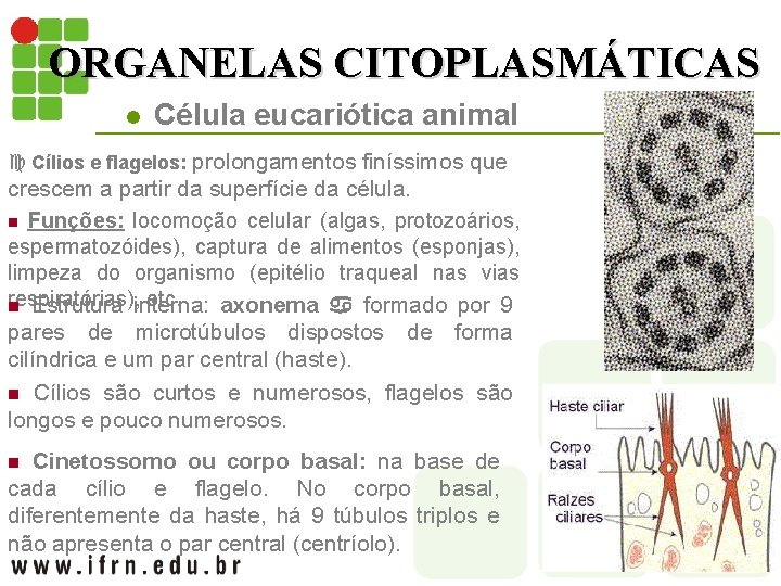 ORGANELAS CITOPLASMÁTICAS l Célula eucariótica animal c Cílios e flagelos: prolongamentos finíssimos que crescem