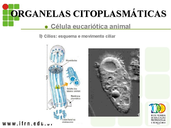 ORGANELAS CITOPLASMÁTICAS l Célula eucariótica animal c Cílios: esquema e movimento ciliar 