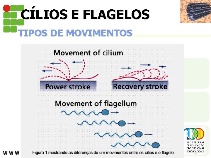 CÍLIOS E FLAGELOS TIPOS DE MOVIMENTOS 